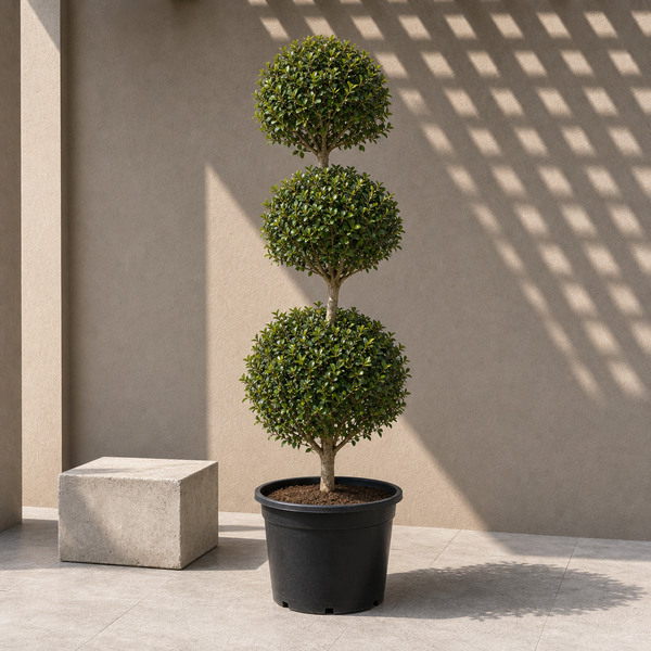 Ficus Panda Triple Head (Ficus Diversifolia)