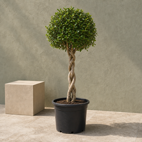 Ficus Panda Twisted Trunk (Ficus Diversifolia)
