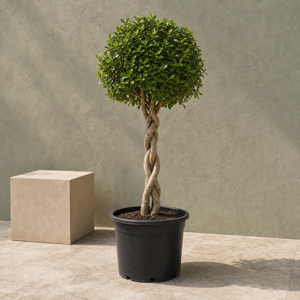 Ficus Panda Twisted Trunk (Ficus Diversifolia)