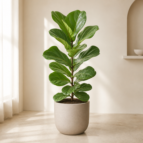Fiddle Leaf Plant (Ficus Lyrata)