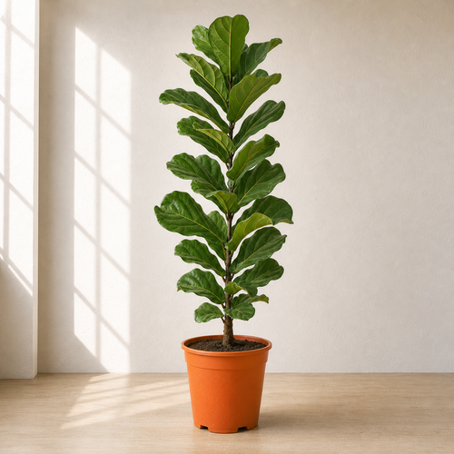 Fiddle Leaf Tree (Ficus Lyrata)