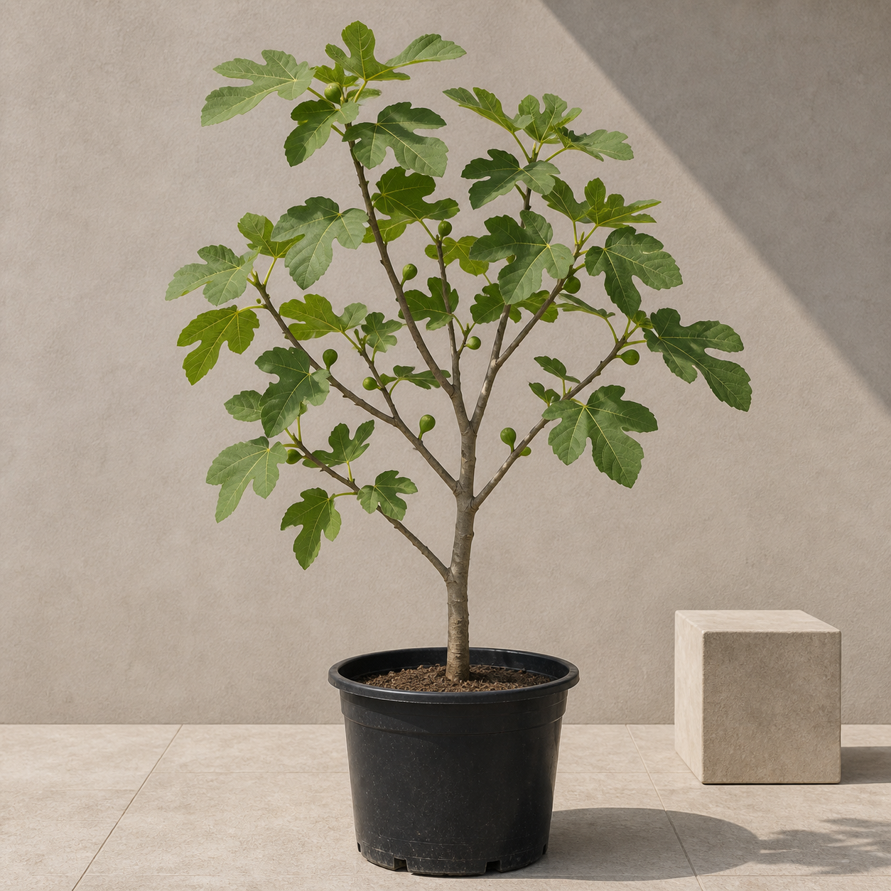 Fig Tree