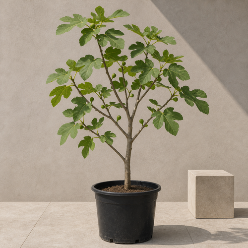 Fig Tree (Ficus Carica)