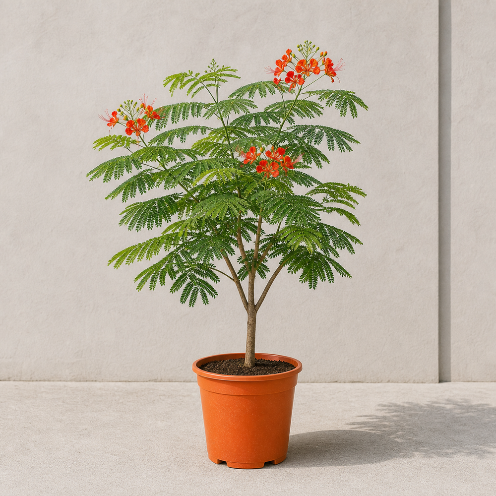 Flame Tree