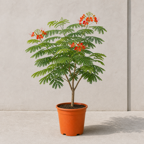 Flame Tree (Delonix Regia)
