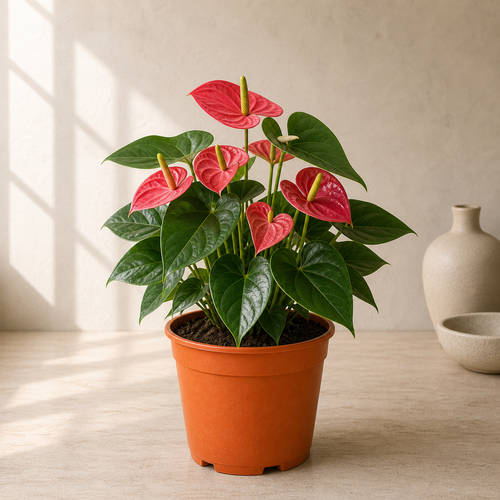 Flamingo Plant (Anthurium)