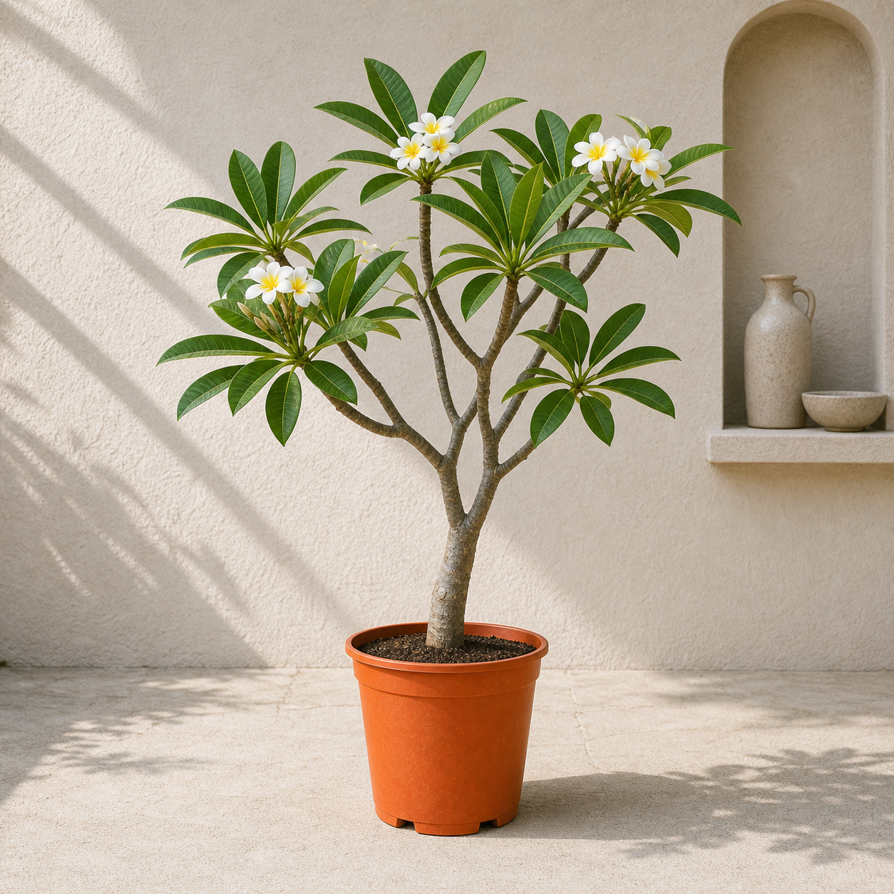 Frangipani Tree