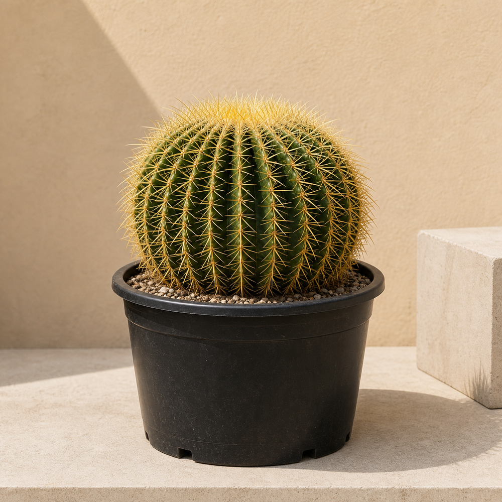 Golden Barrel Cactus