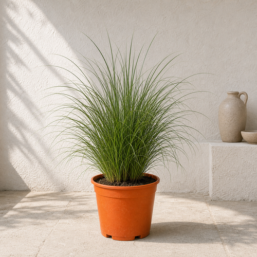 Green Fountain Grass (Pennisetum Setaceum)