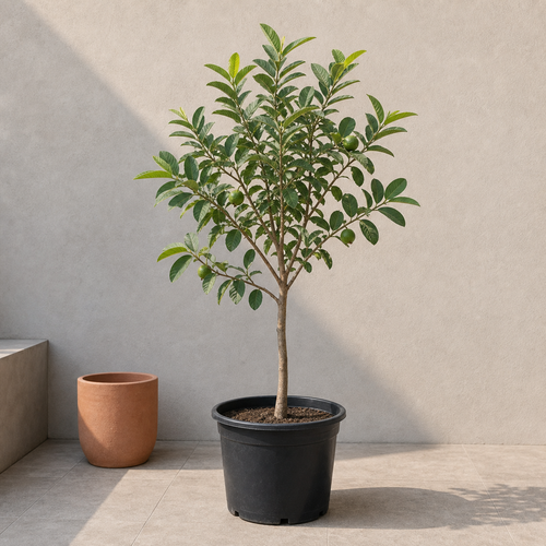 Guava Tree (Psidium guajava)