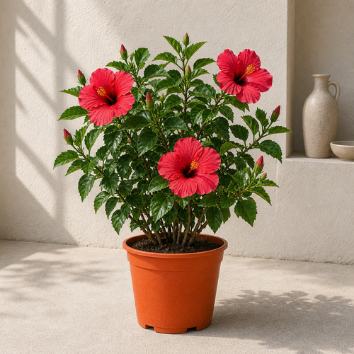 Hibiscus (Hibiscus Rosa-Sinensis)