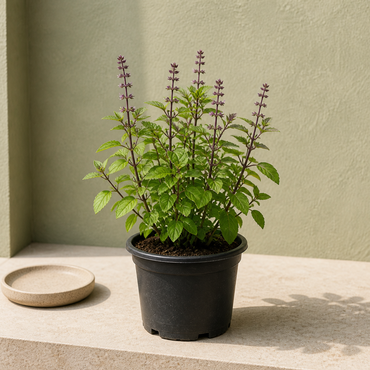 Holy Basil