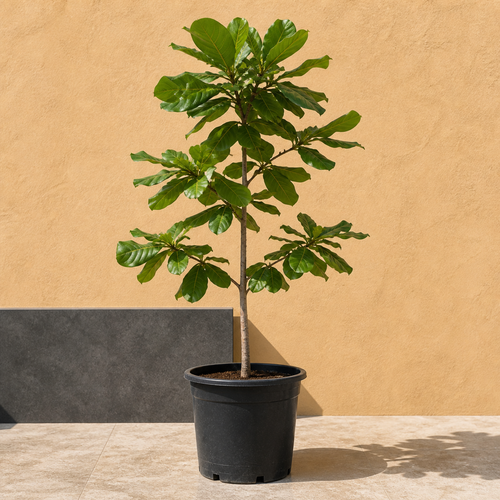 Indian Almond Tree (Terminalia Catappa)