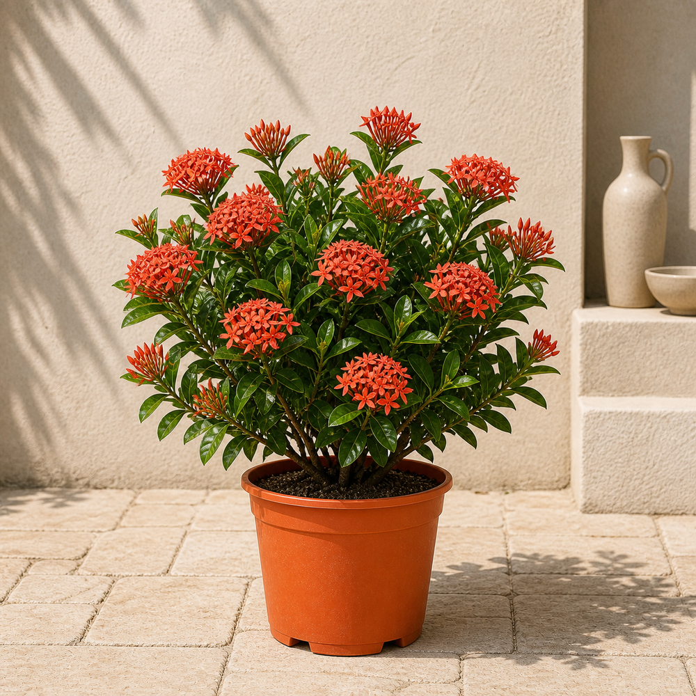 Ixora Chinensis