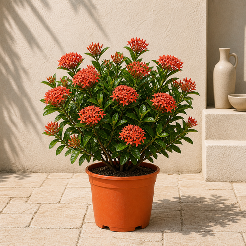 Ixora Chinensis (Ixora Chinensis)
