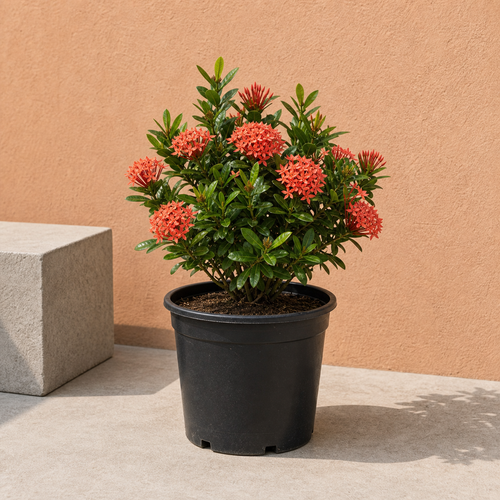 Ixora Cocinea (Ixora Cocinea)