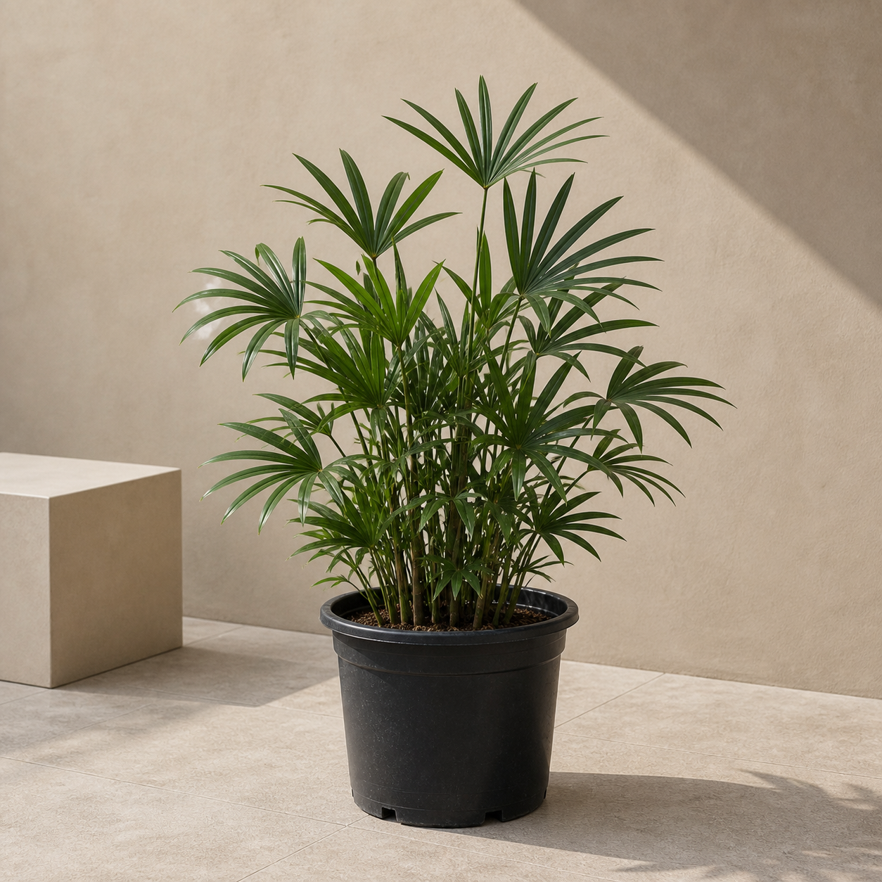 Lady Palm