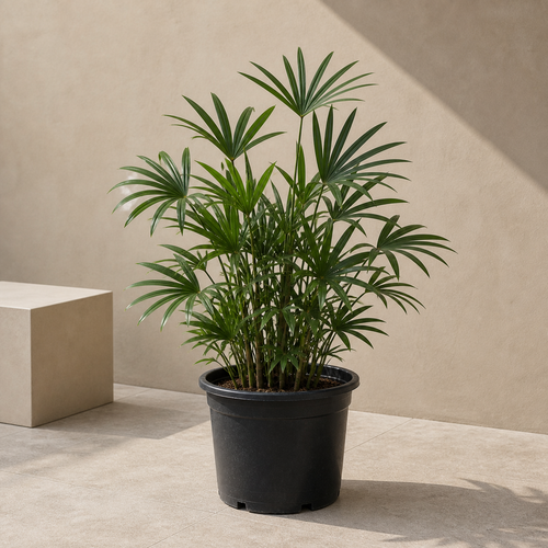 Lady Palm (Rhapis Excelsa)