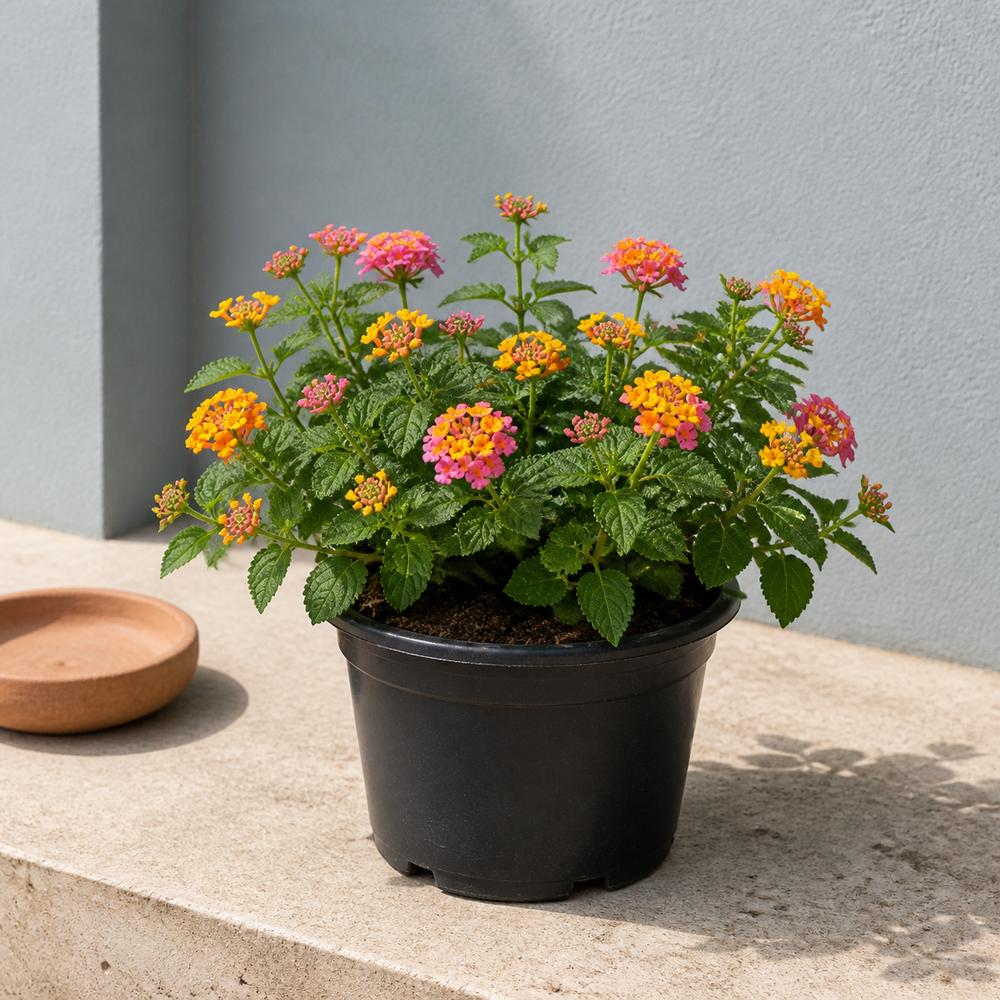 Lantana