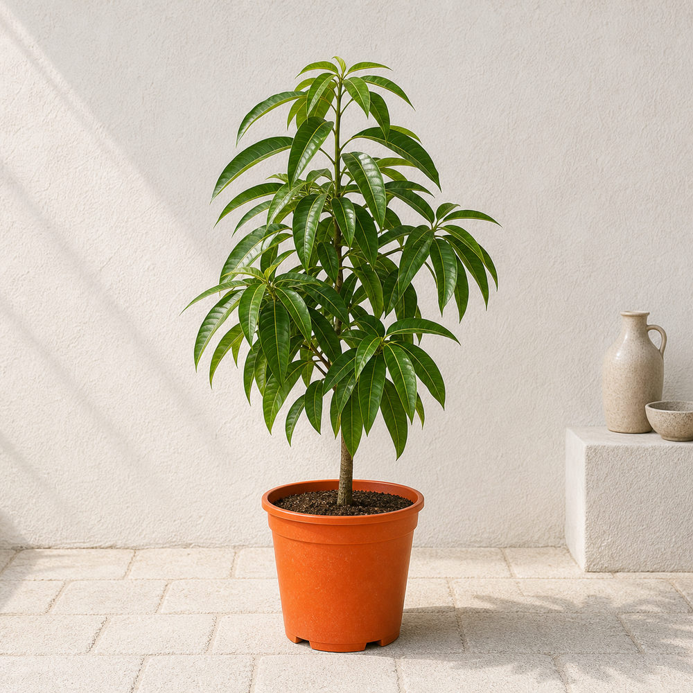 Mango Tree
