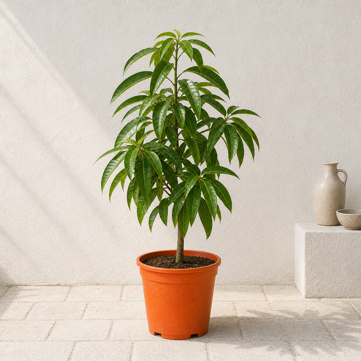 Mango Tree