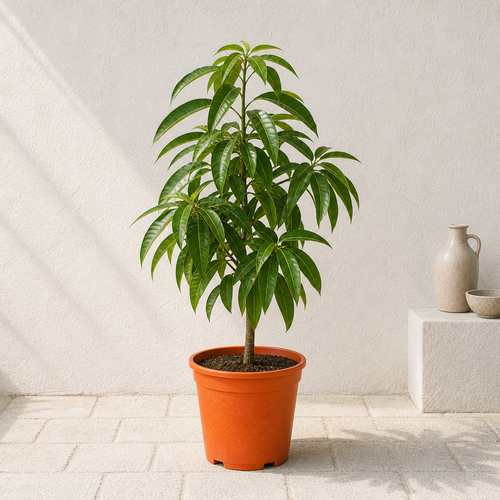 Mango Tree (Mangifera Indica)