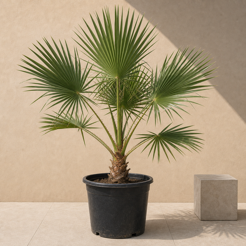 Mexican Fan Palm (Washingtonia Robusta)