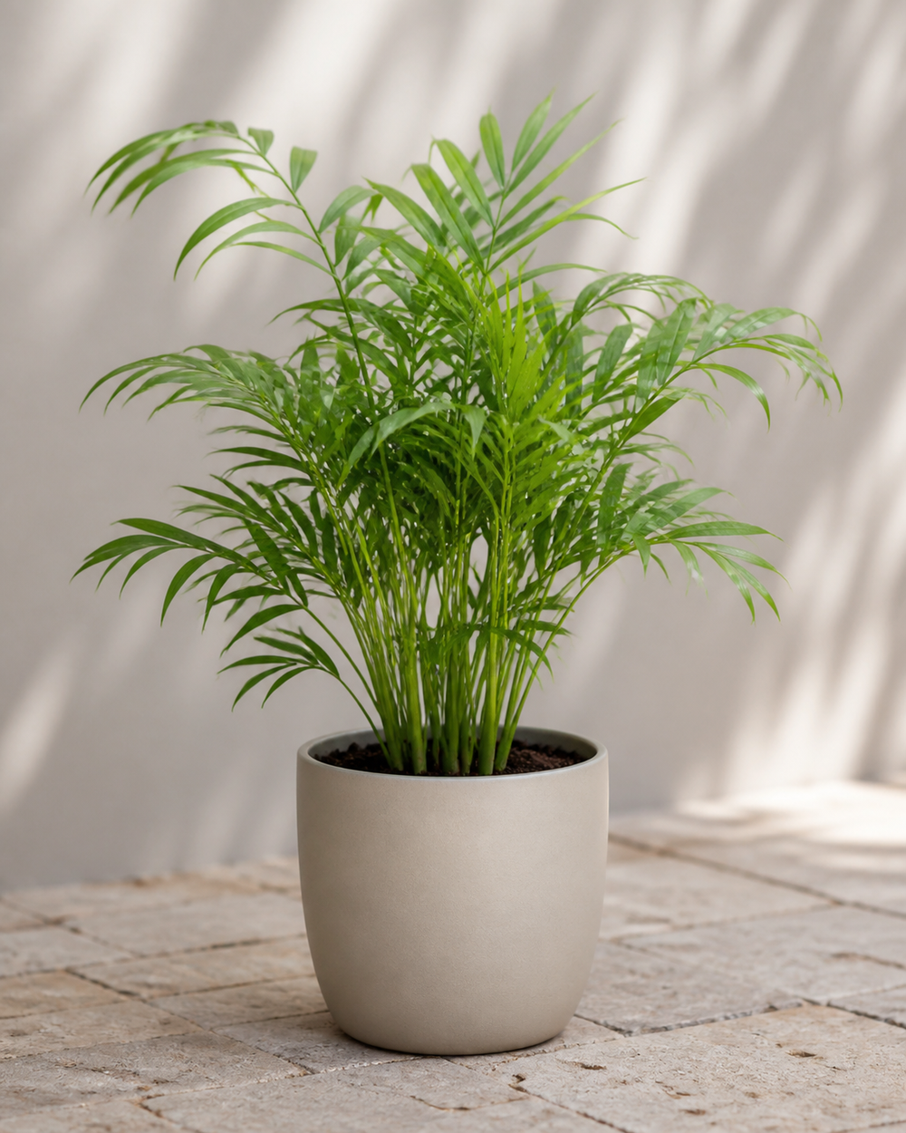 Money Plant (Epipremnum Aureum)