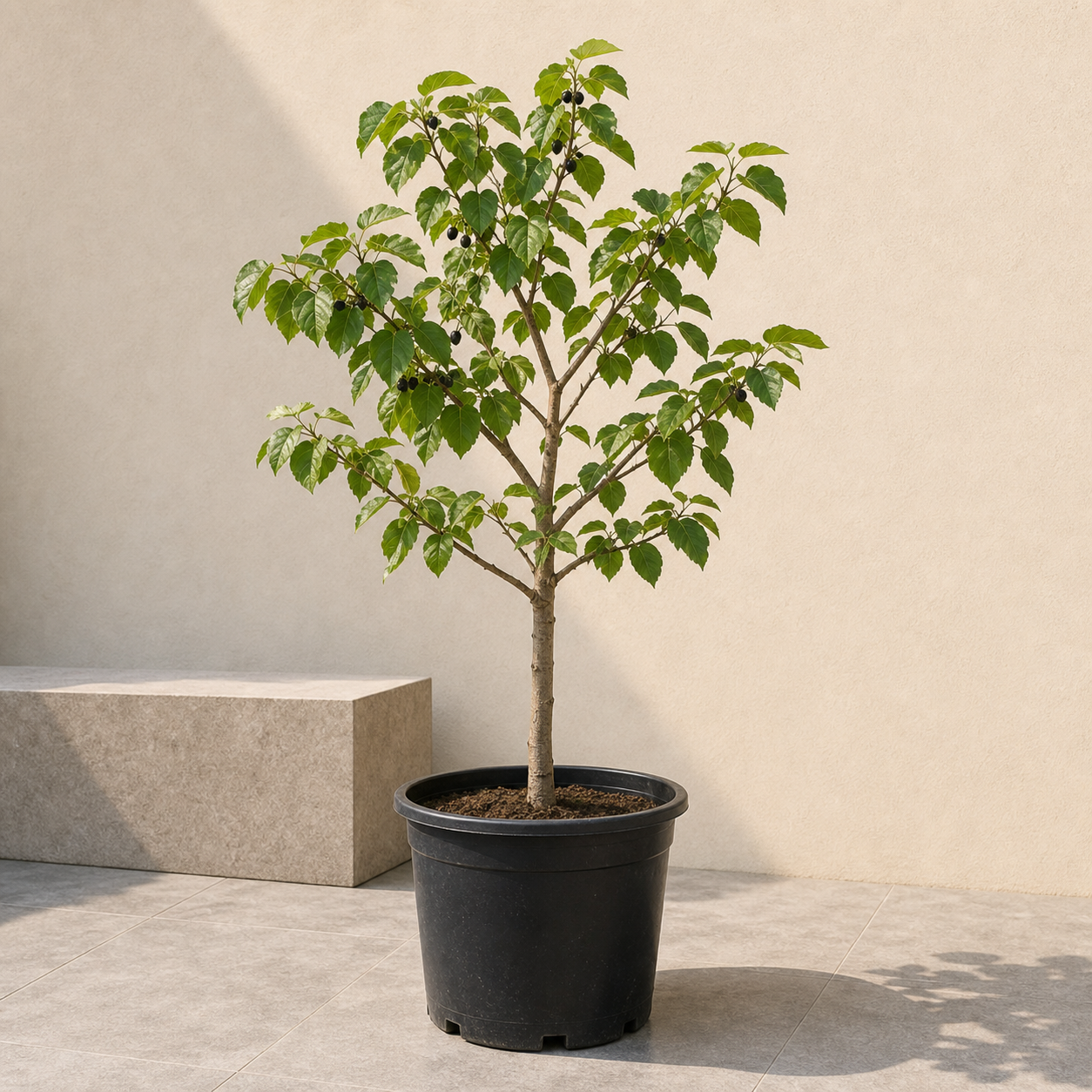 Mulberry Tree