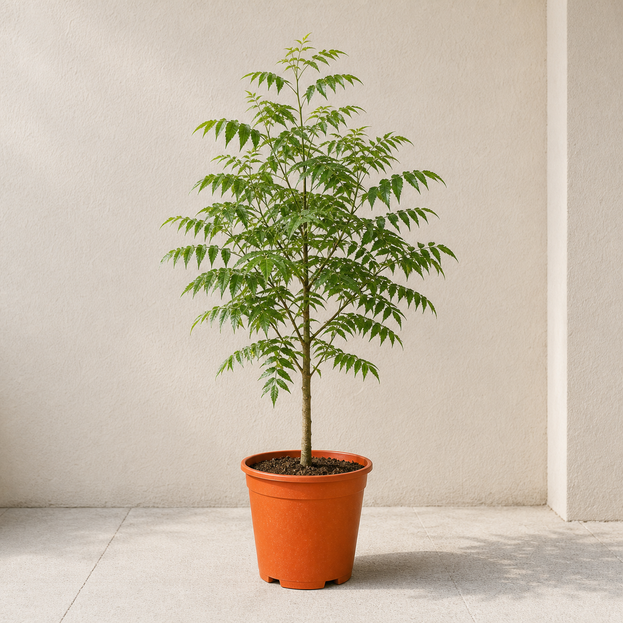 Neem Tree