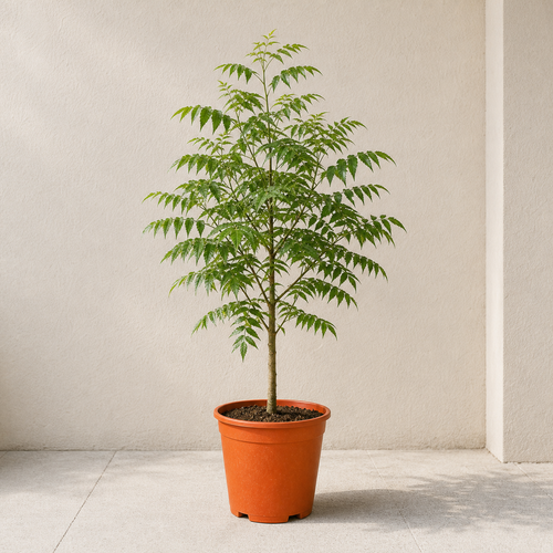 Neem Tree (Azadirachta Indica)