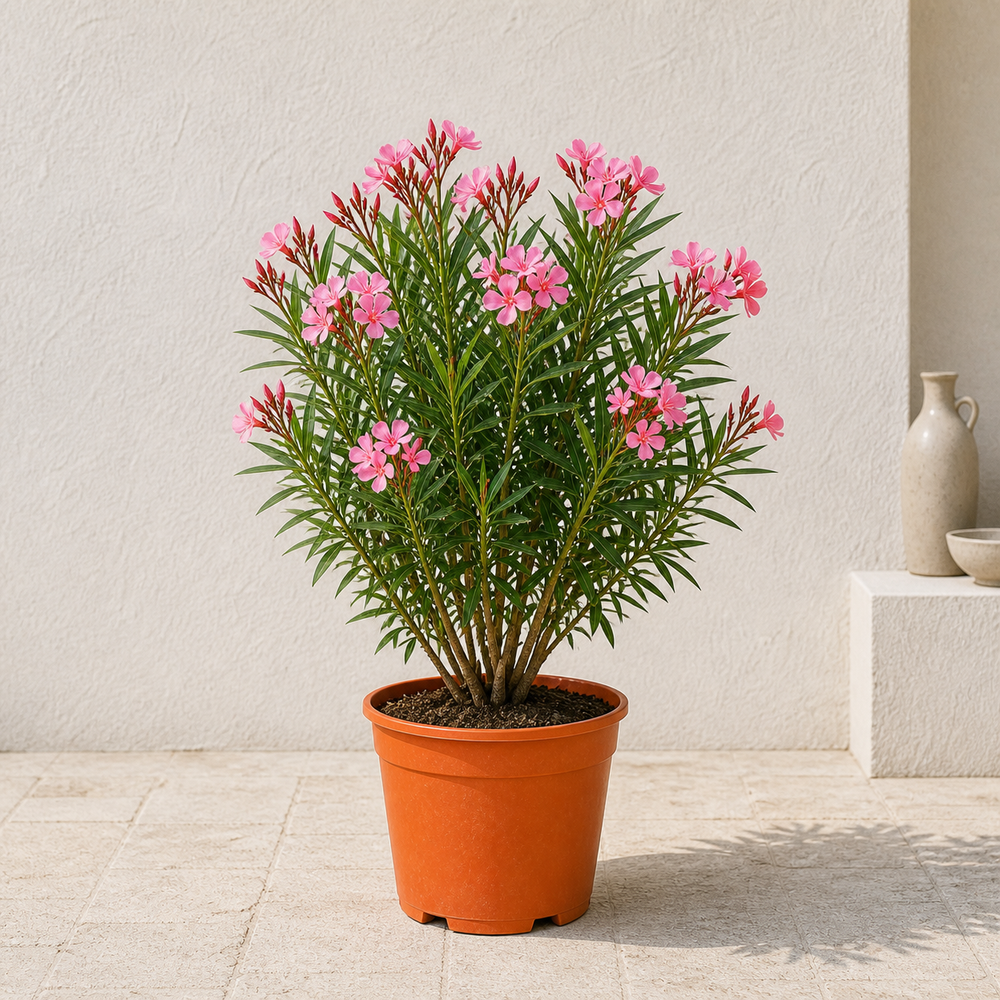 Nerium Oleander