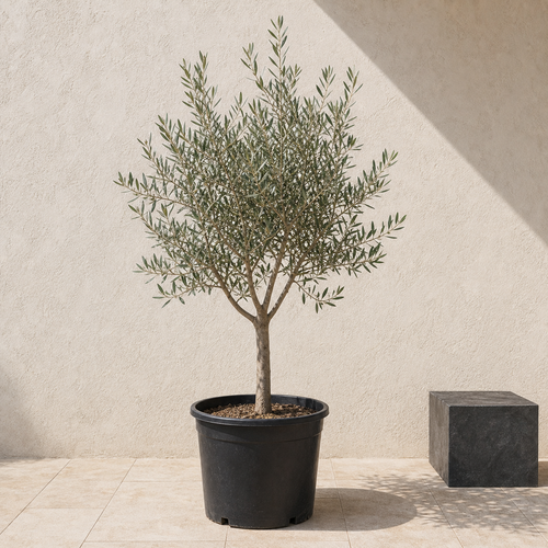 Olive Tree (Olea Europea)