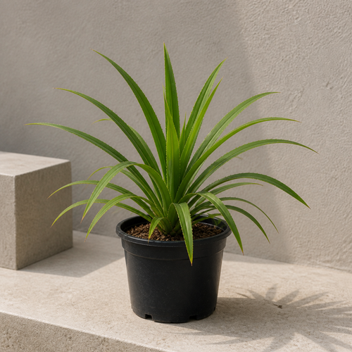 Pandanus (Pandanus Baptistii)