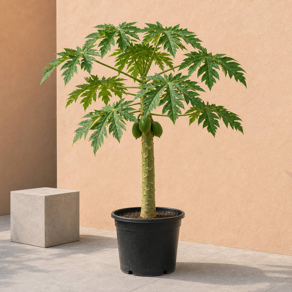 Papaya Tree