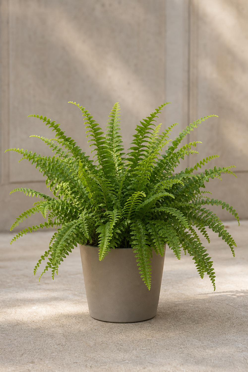 Parlor Palm (Chamaedorea)