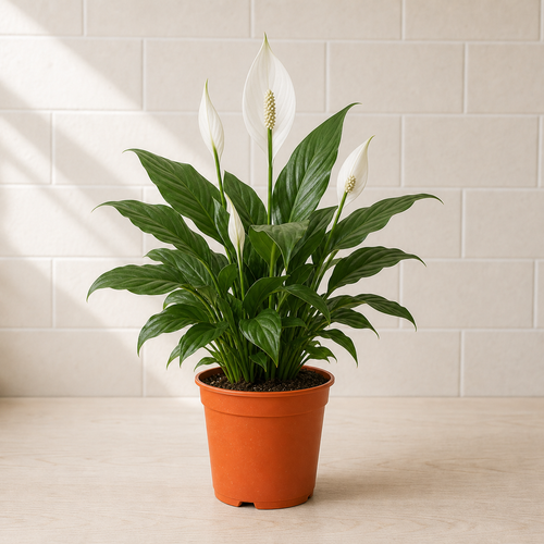 Peace Lily - (Spathiphyllum)