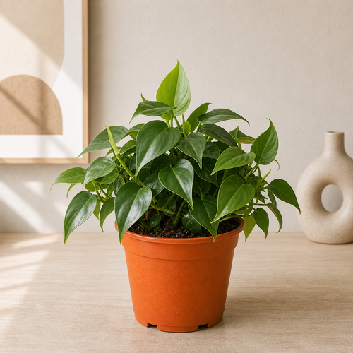 Philodendron Angela (Thaumatophyllum 'African Fantasy')