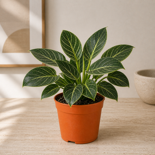 Philodendron Birki