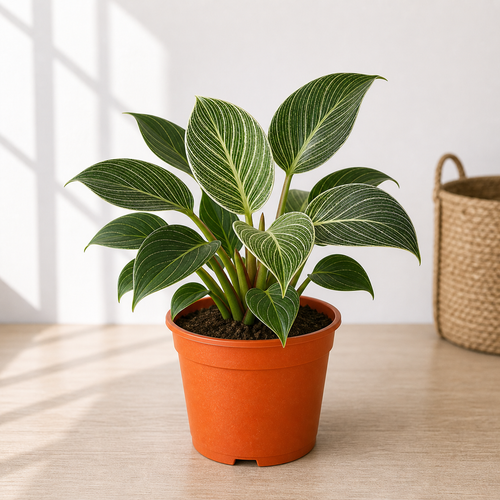 Philodendron Birkin