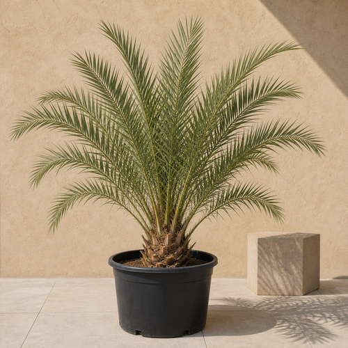 Phoenix Palm (Phoenix Roebelenii)