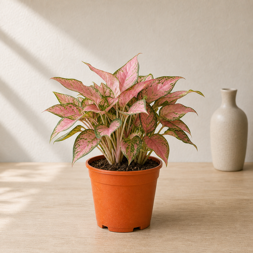 Pink Pixie (Bougainvillea)