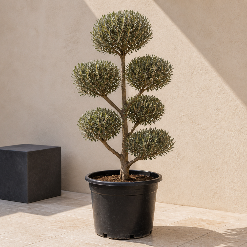 Pom-Pom Olive