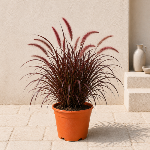Red Fountain Grass (Pennisetum Alopecuroides)