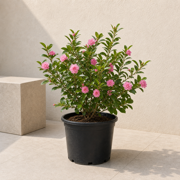 Rose Crepe Jasmine (Tabernaemontana Divaricata)
