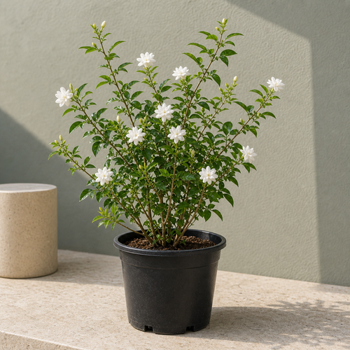 Rose Jasmine (Jasminum Sambac)