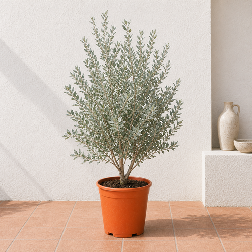 Silver Damas (Conocarpus Erectus)