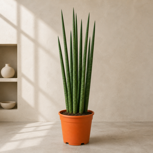 Snake Plant Cylindrica (Sansevena Cylindrica)