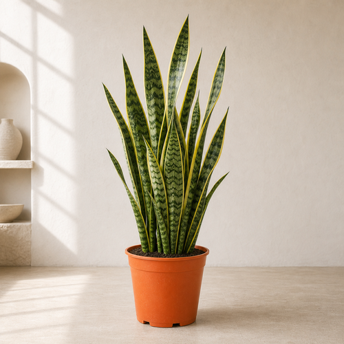Snake Plant (Sansevieria Trifasciata)