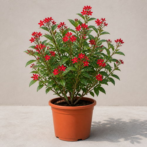 Spicy Jatropha (Jatropha Integerrima Peregrina)